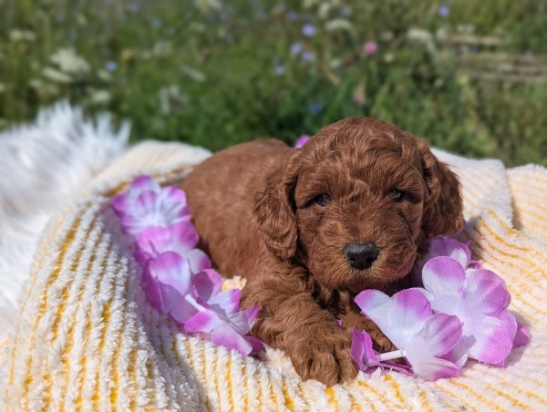 Ms. Stella the mini goldendoodle PXL 20240807 140801624.PORTRAIT 1