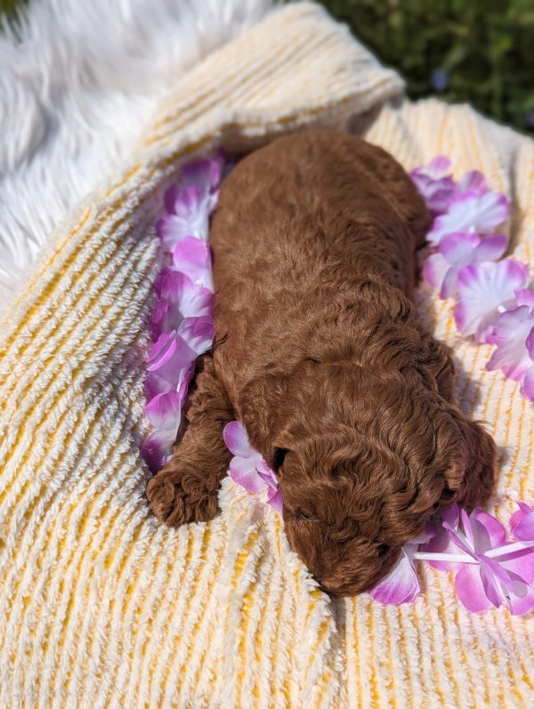 Ms. Stella the mini goldendoodle PXL 20240807 140950462.PORTRAIT 2