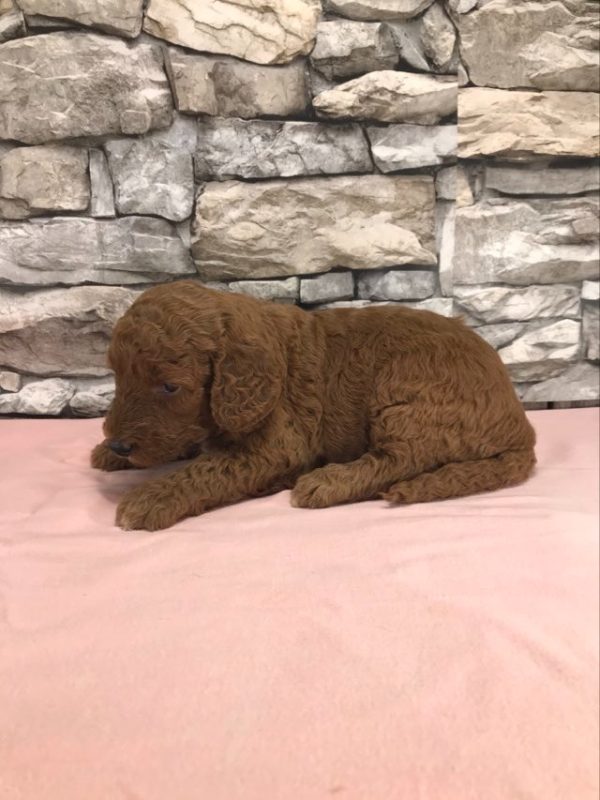 Ms. Teresa the mini Golden Doodle F1BB. received 519713113974022 2