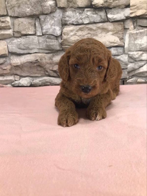 Ms. Teresa the mini Golden Doodle F1BB. received 808349151498160 1