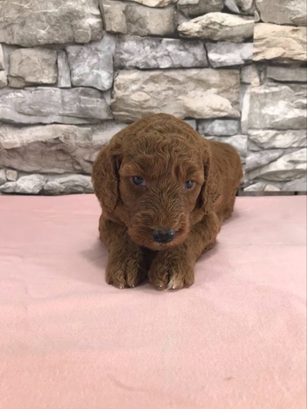 Ms. Teresa the mini Golden Doodle F1BB. received 8463598610324994 3