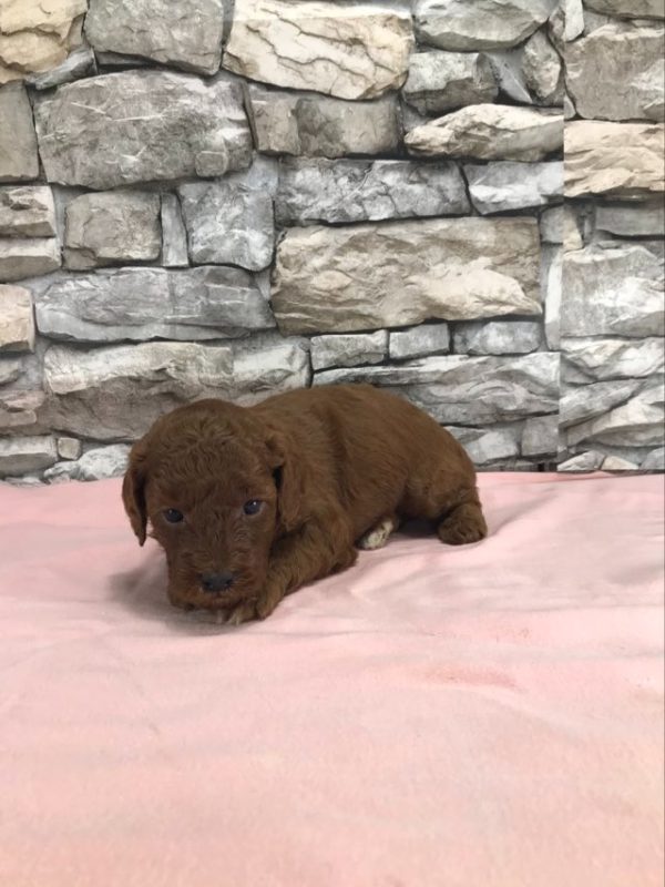 Ms. Tracy the mini Golden Doodle F1BB. received 522145716958838 1