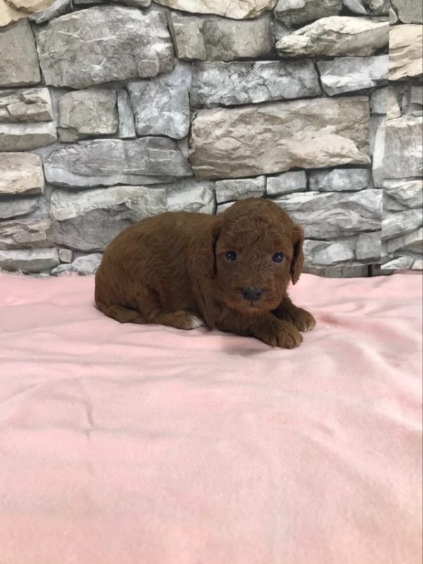 Ms. Tracy the mini Golden Doodle F1BB. received 8676483009052997 2