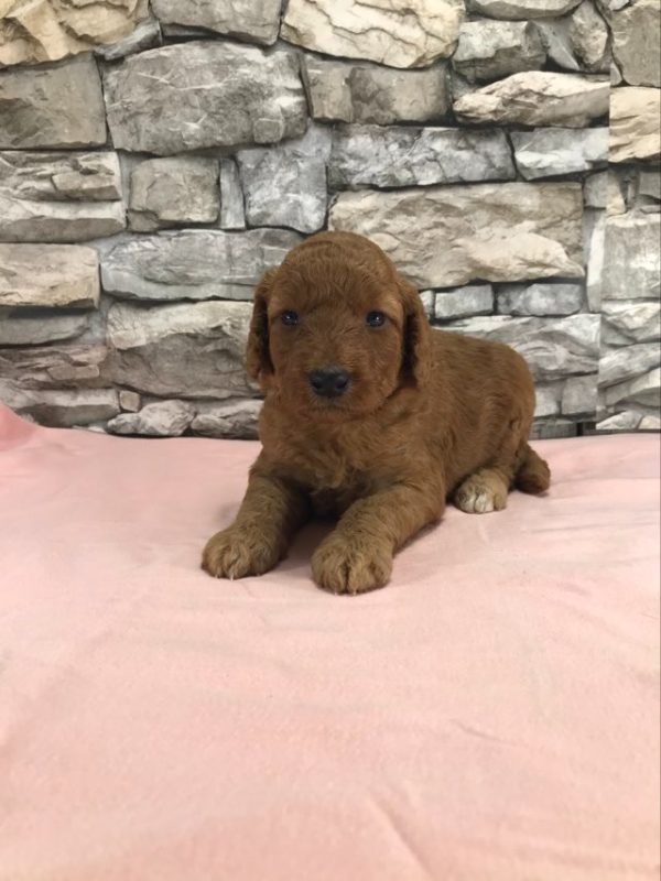 Ms. Trina the mini Golden Doodle F1BB. received 865673725519601 2