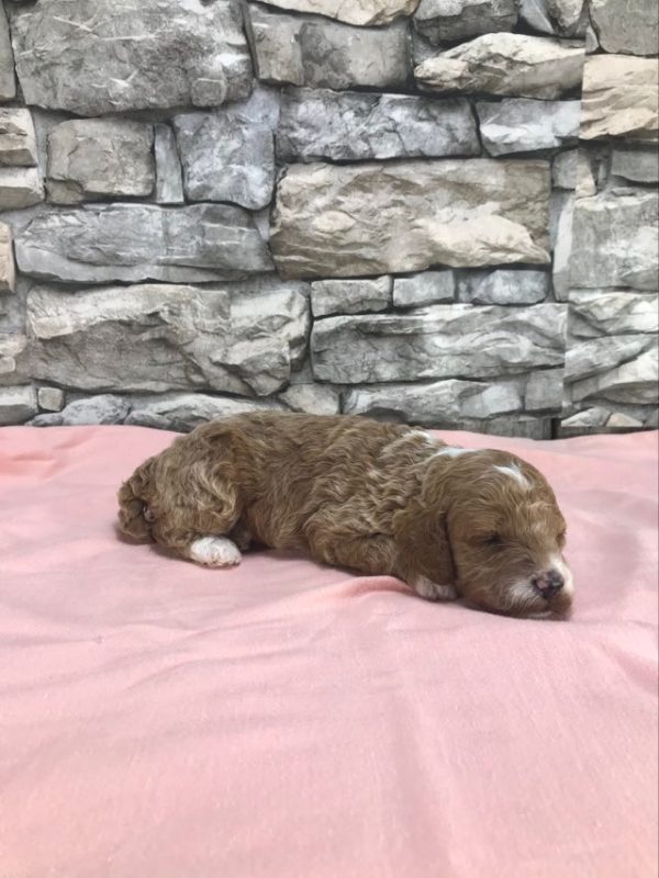 Ms.Dolly the mini Golden Doodle F1BB. received 459327903366515 2