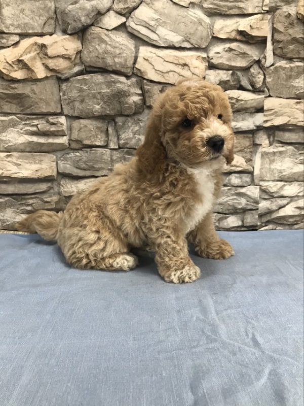 Mr. Barry the Schnoodle. 1000000814 main