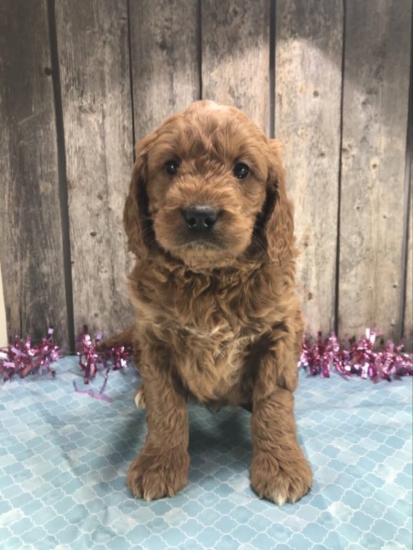 Mr. Mickie the Mini Golden Doodle F1. received 1429638664656790 main