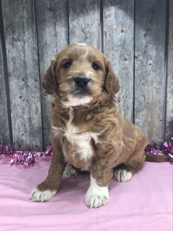 Ms. Marsha the mini Golden Doodle F1. received 1135594654095082 main