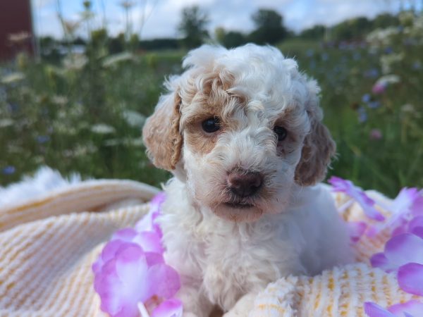 Ms. Masey the mini goldendoodle PXL 20240807 142154634.RESTORED main