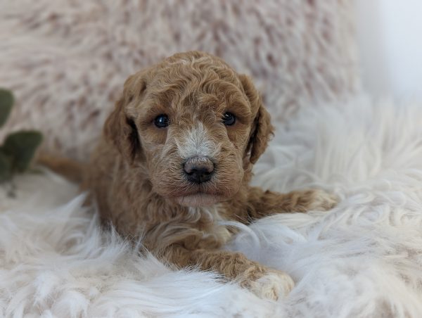 Mr. Theo The f1bb mini goldendoodle PXL 20240423 152503957.PORTRAIT scaled main