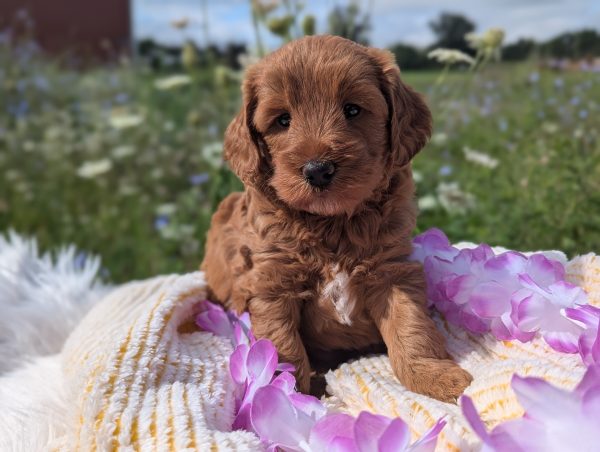 Ms. Sadie the Mini goldendoodle PXL 20240807 134710317.PORTRAIT scaled main