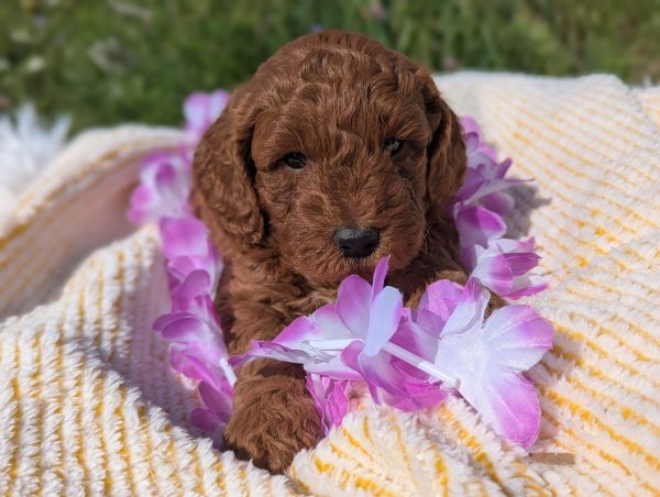 Ms. Stella the mini goldendoodle PXL 20240807 141140121.PORTRAIT scaled main