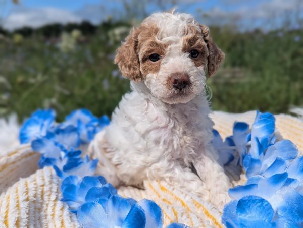 Mr. Mac the mini goldendoodle PXL 20240807 141243275.PORTRAIT scaled main